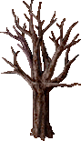 walnut tree