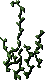 vines