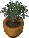 potted tree