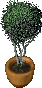 potted tree