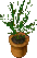 flowerpot