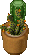 potted cactus