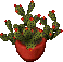 festive cactus