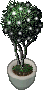 decorative topiary